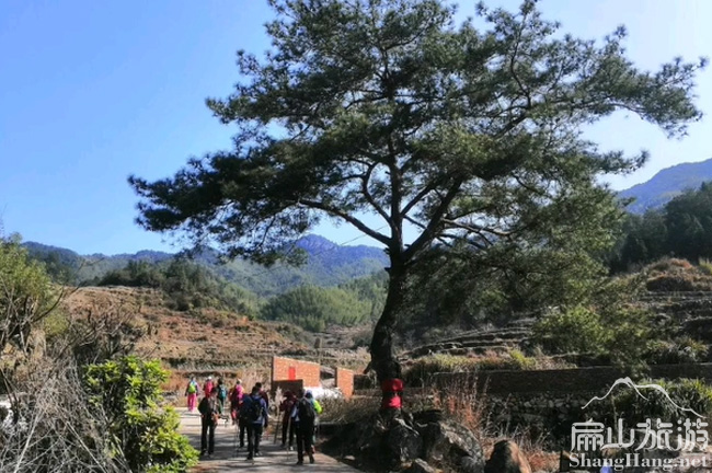 扁山迎客松風(fēng)景