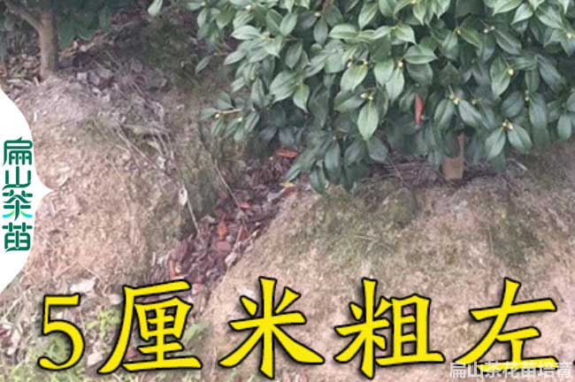 龍巖茶花苗培育