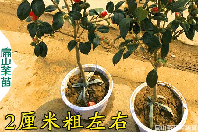 宜春2公分茶花苗培育