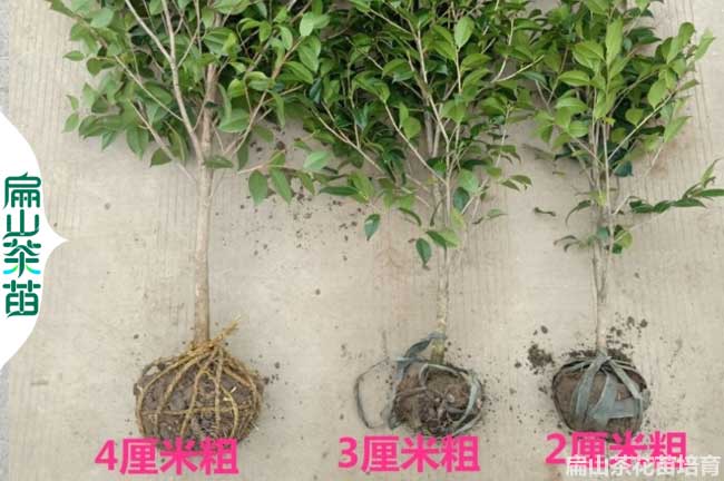 濟(jì)源2公分茶花苗培育