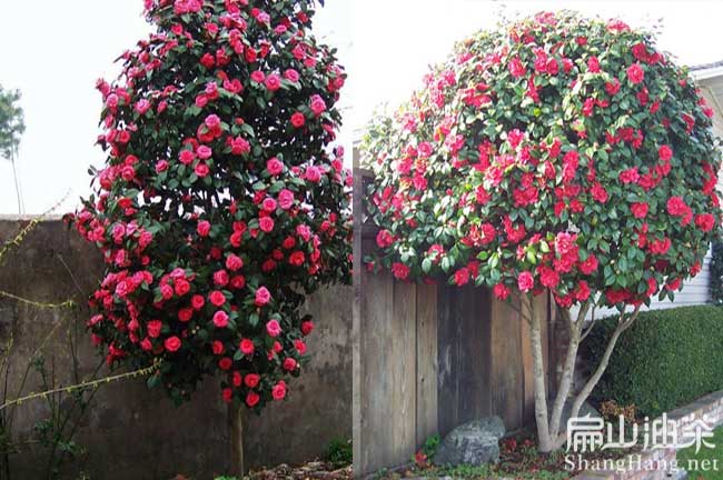 梧州大果紅花油茶樹