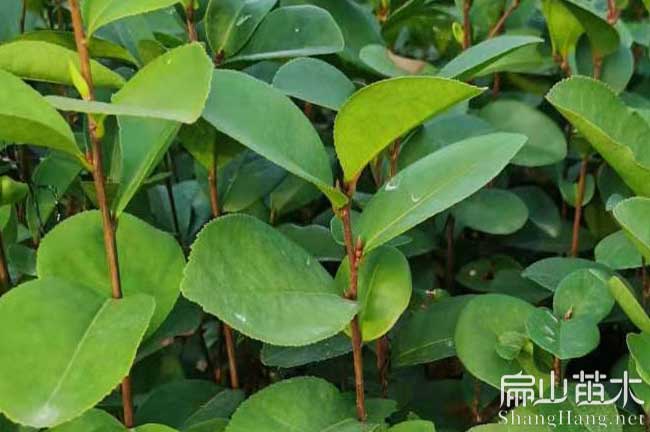 新華鎮(zhèn)油茶種植