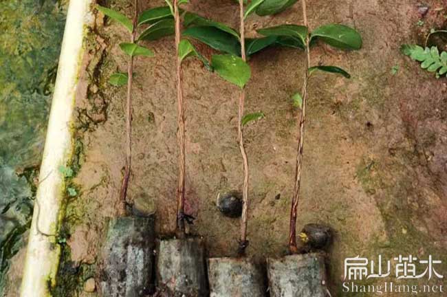 福州羅源東魁楊梅苗永泰大果紅花油茶苗種植超過1000畝