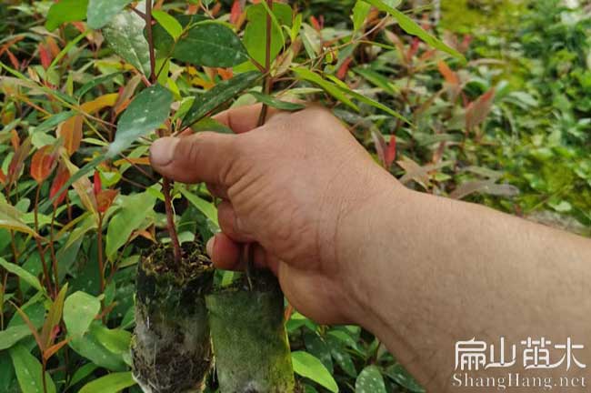 綿陽(yáng)油茶苗批發(fā)