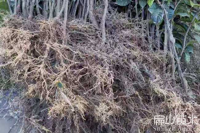 蘆溪紅花大果油茶苗