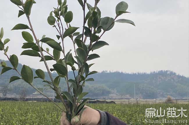 萍鄉(xiāng)大果紅花樹(shù)