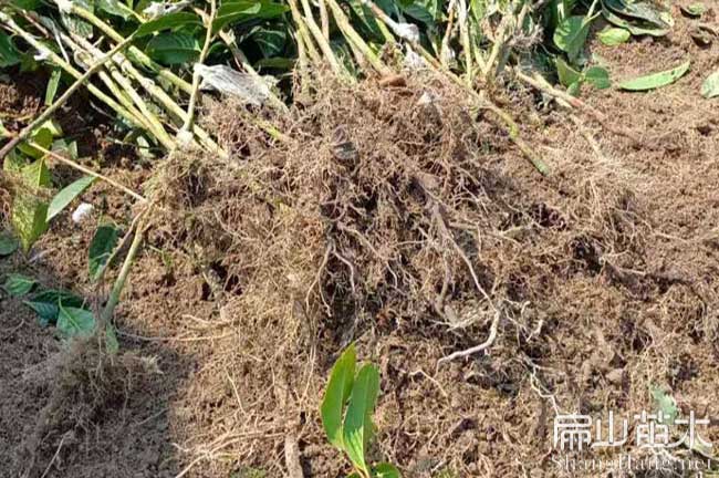 鷹潭長林53號油茶苗