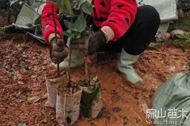 余干油茶杯苗培育