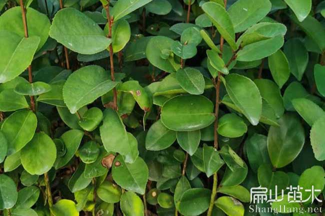 景德鎮(zhèn)軟枝油茶苗