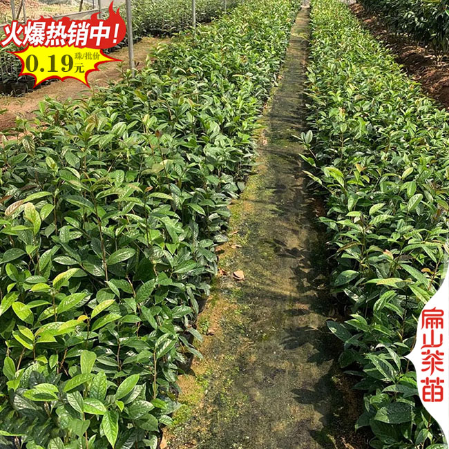 適合盆地種瀘州1年油茶苗批發(fā).30CM金花茶樹苗.綠茶葉苗培育