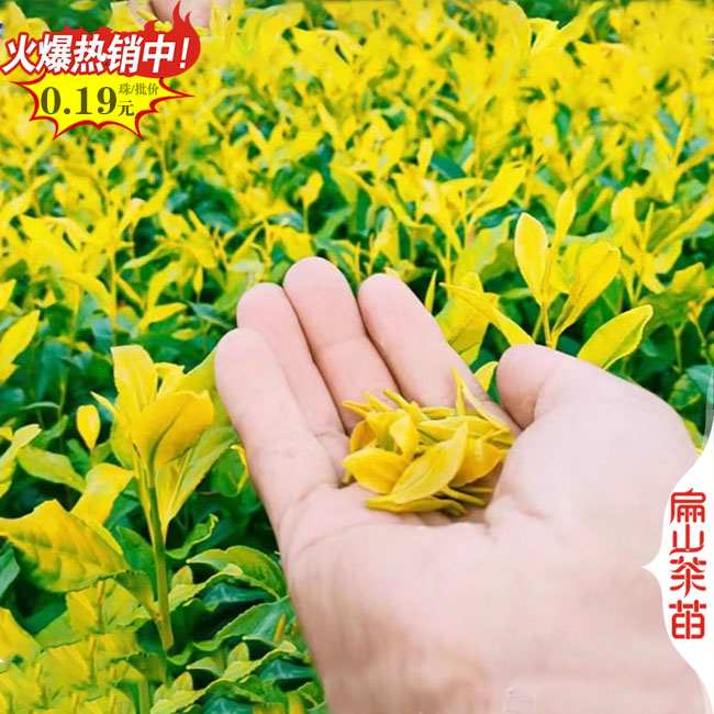 品種規(guī)格全 邵陽大小油茶小袋苗.茶葉裸根苗 1-2-3年40-60CM