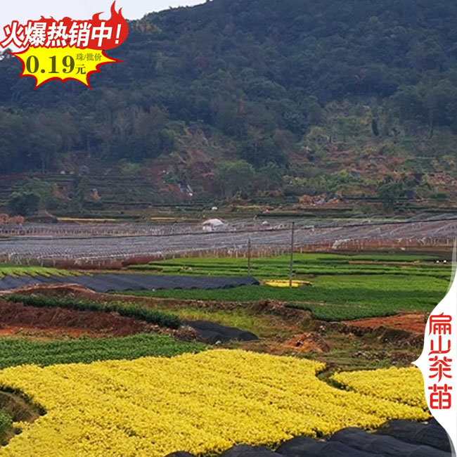 [浙江好茶苗栽培]杭州茶葉苗批發(fā) 烏龍井奶白中茶3號20-60CM