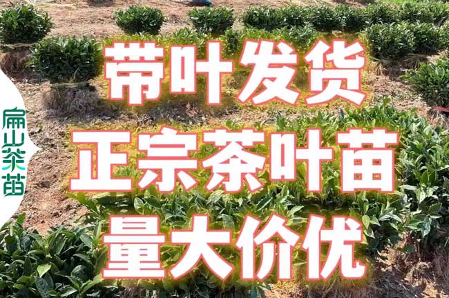 攀枝花茶葉苗批發(fā)