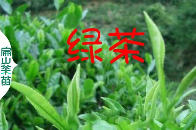 巴中綠茶苗培育