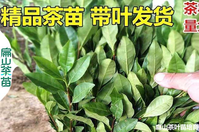 安陽(yáng)茶葉苗培育