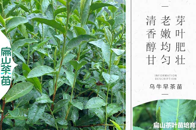 新鄉(xiāng)茶葉小杯苗批發(fā)