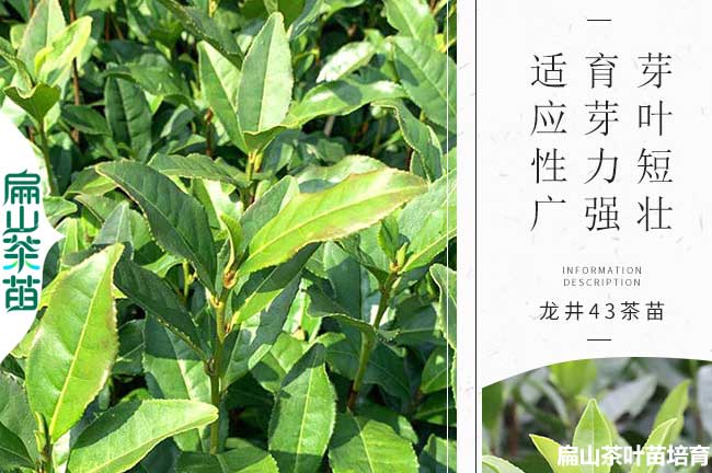 新余綠茶苗培育