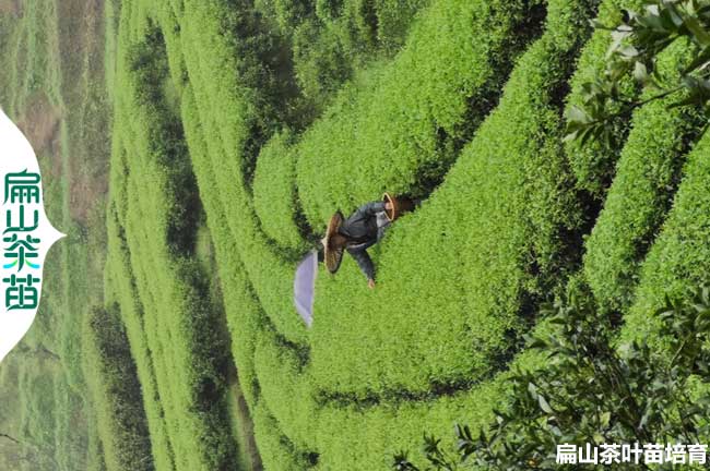 全河北油茶苗培育 保定廊坊衡水茶葉.茶花小杯苗批發(fā)2元一顆