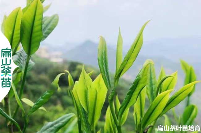 武夷山茶葉苗培育