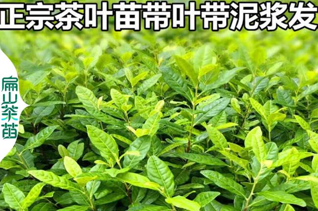 眉山茶葉苗培育