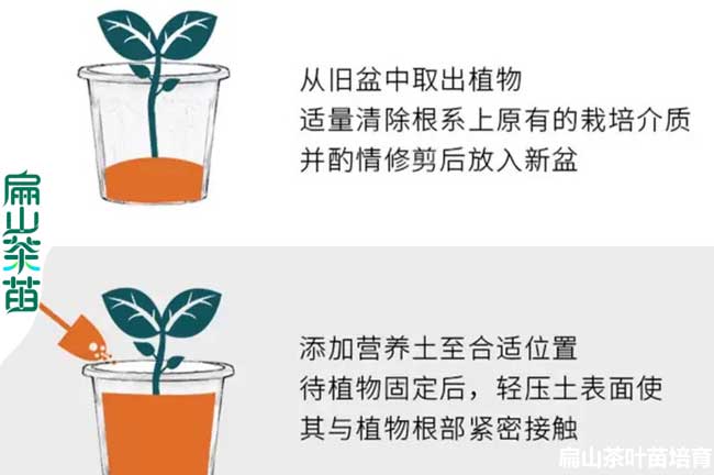 金花茶種植技術