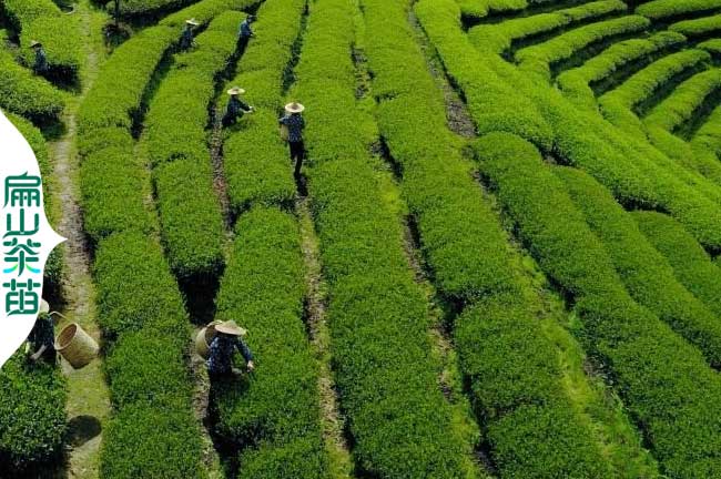 [大果四川2024紅花油茶苗批發(fā)]宜賓茶葉小杯苗培育60-90CM