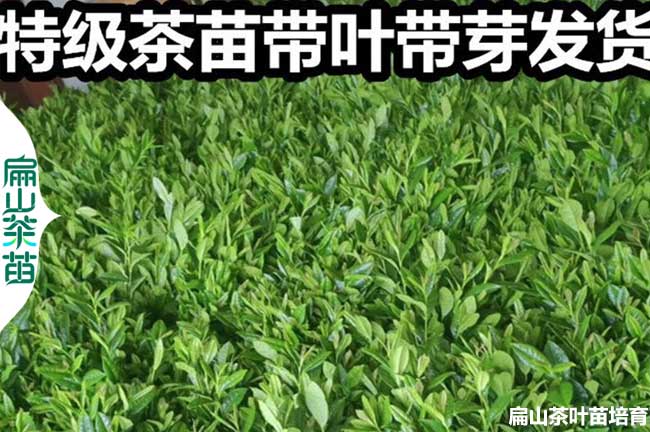 宜賓特級茶葉苗批發(fā)