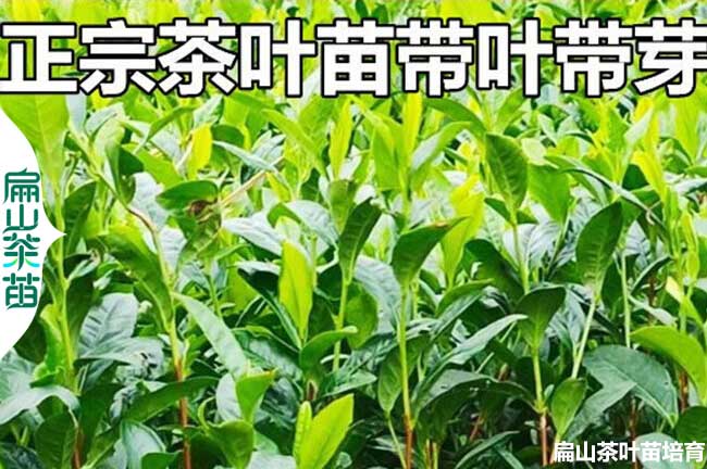 內(nèi)江綠茶苗培育