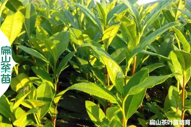 [高山茶葉茶苗批發(fā)]樂山油茶苗培育1年基地2年3年30-80-50CM