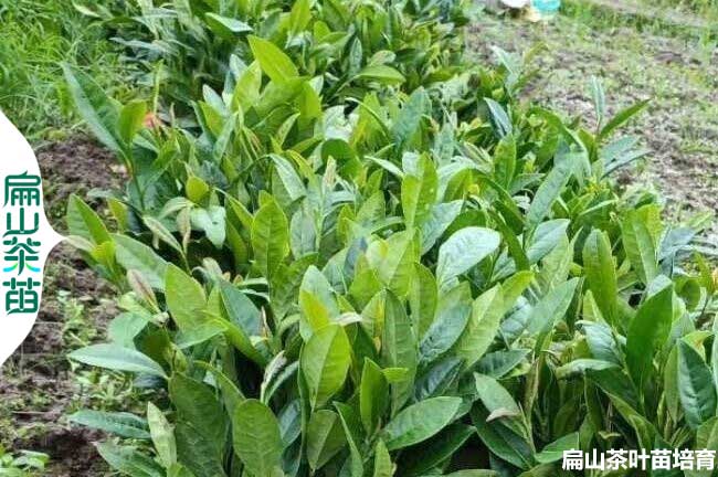 甘孜金花茶苗批發(fā)