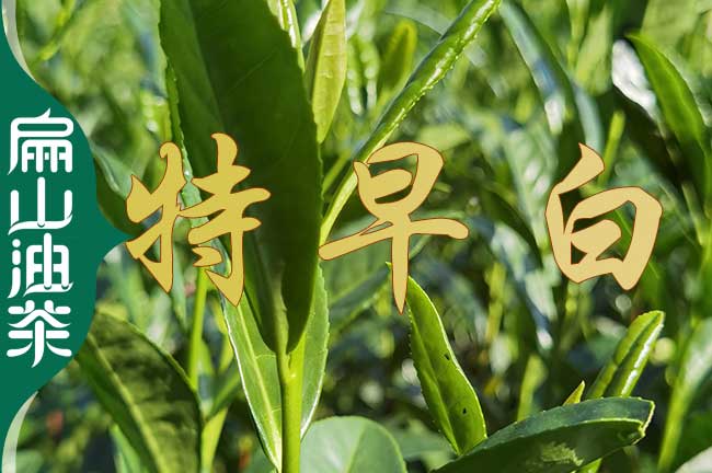 小茶苗 湖南婁底賣油茶葉苗.營養(yǎng)袋裝苗到 婁星冷水江漣源