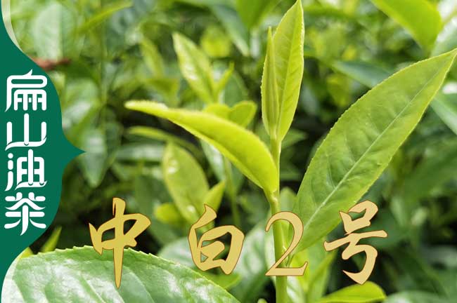 浙江中白2號(hào)茶葉苗