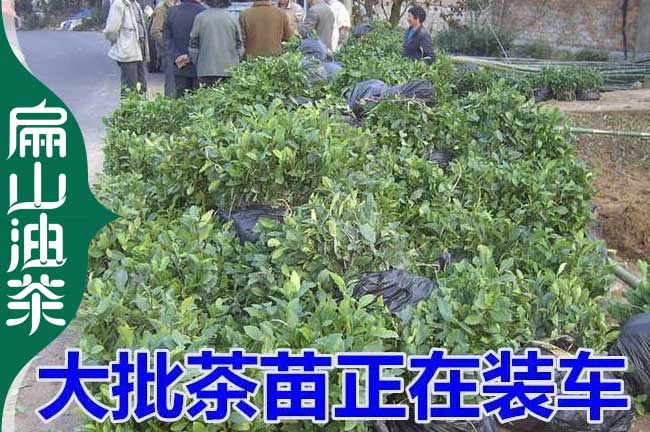 銅陵茶葉苗批發(fā)