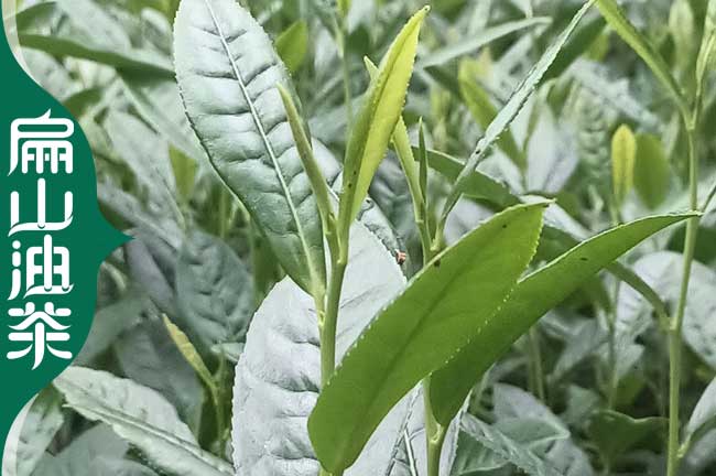 基地湘潭油茶苗大批發(fā).湖南湘潭的茶葉苗大培育價格1元一顆