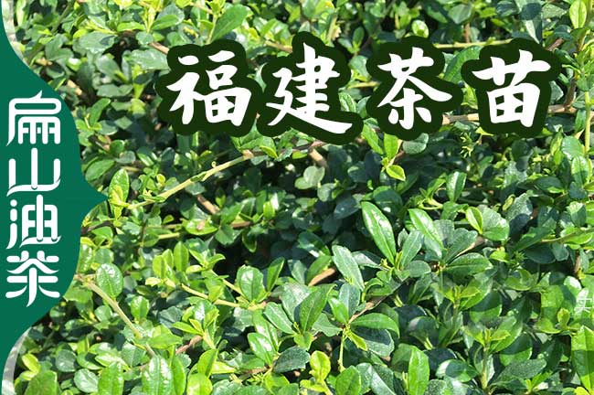 210號(hào)益陽油茶苗圃.茶葉苗培育.嫁接1-2-3-5年價(jià)格種植批發(fā)