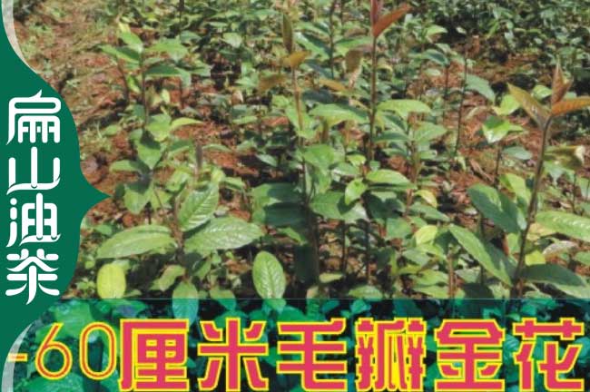 湘潭金花茶葉苗培育