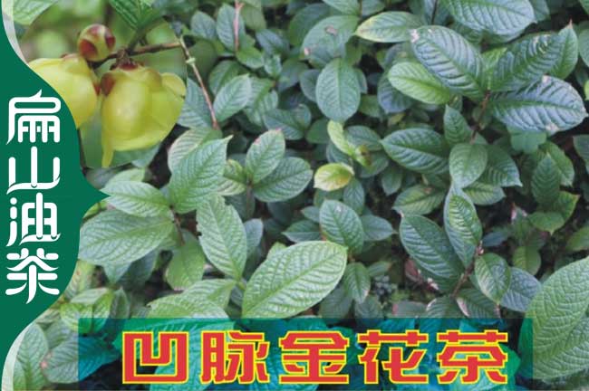 株洲金花茶苗批發(fā)