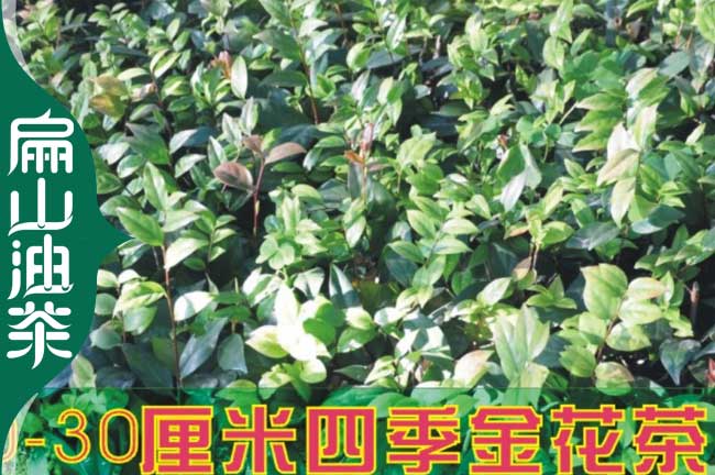 邵陽金花茶苗批發(fā)