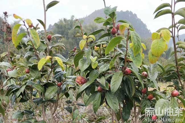 廣東萬畝大果油茶樹苗