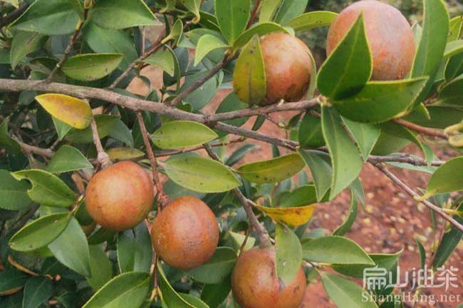 廣西軟枝油茶樹(shù) 