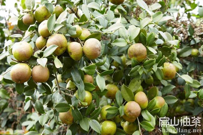 惠州紅花大果油茶苗