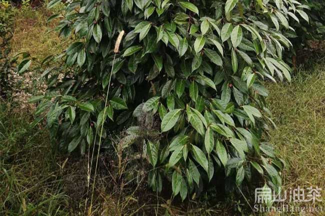 江西紅花大果油茶苗