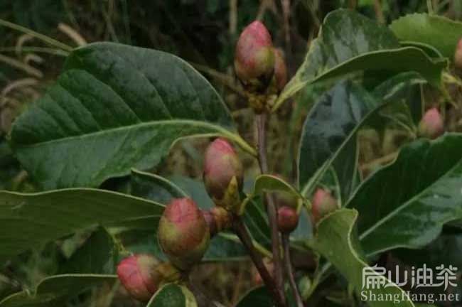 廣西大果油茶苗