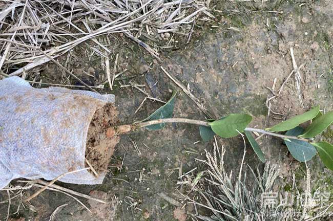 湖南油茶杯苗