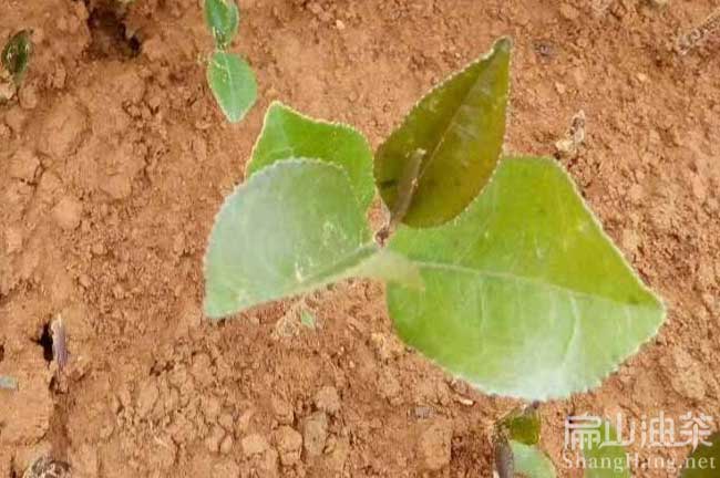 永州大果油茶