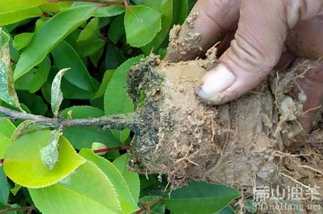 湖南種植油茶