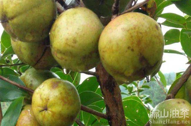 廣西大果油茶樹種植