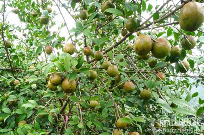 岑溪軟枝油茶基地