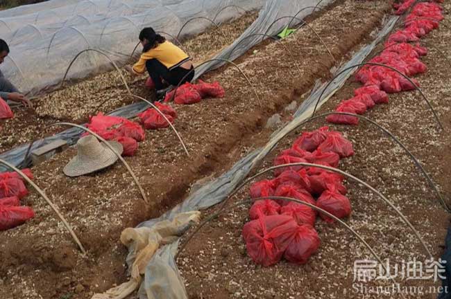 梧州軟技3號(hào)油茶苗