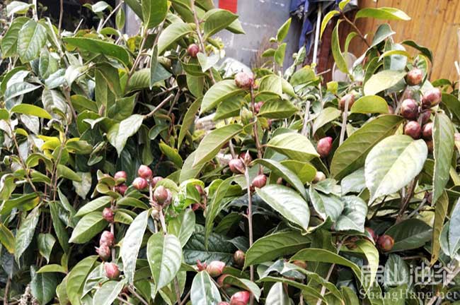 惠州紅花油茶種植